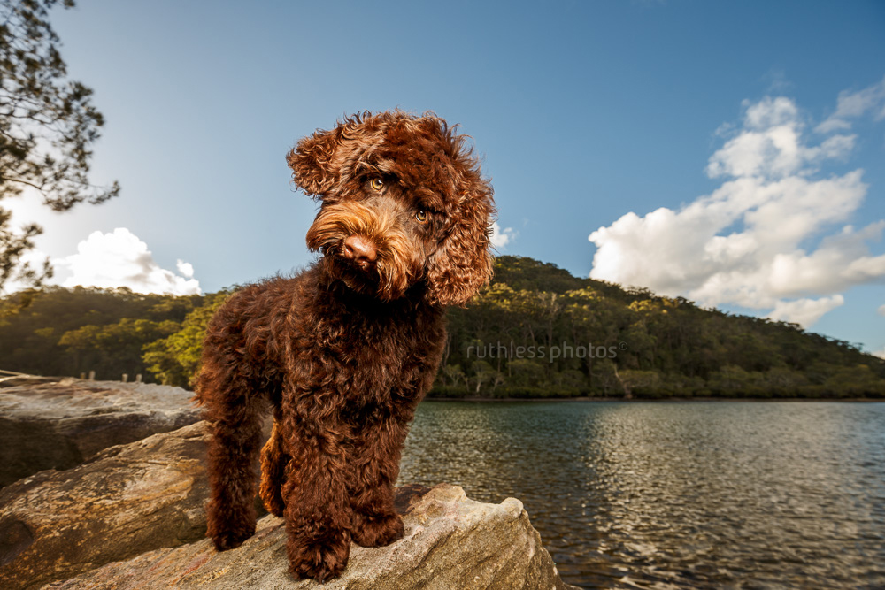 chocolate labradoodle puppy standing on rock at waters edge with head tilt