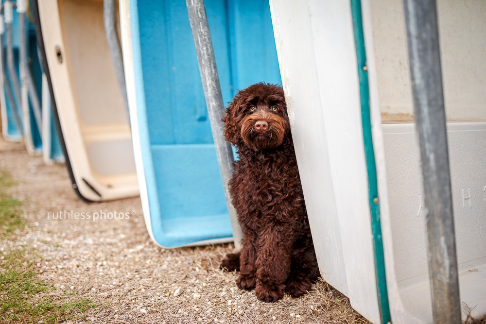 chocolate labradoodle puppy sitting between row of coloured boats
