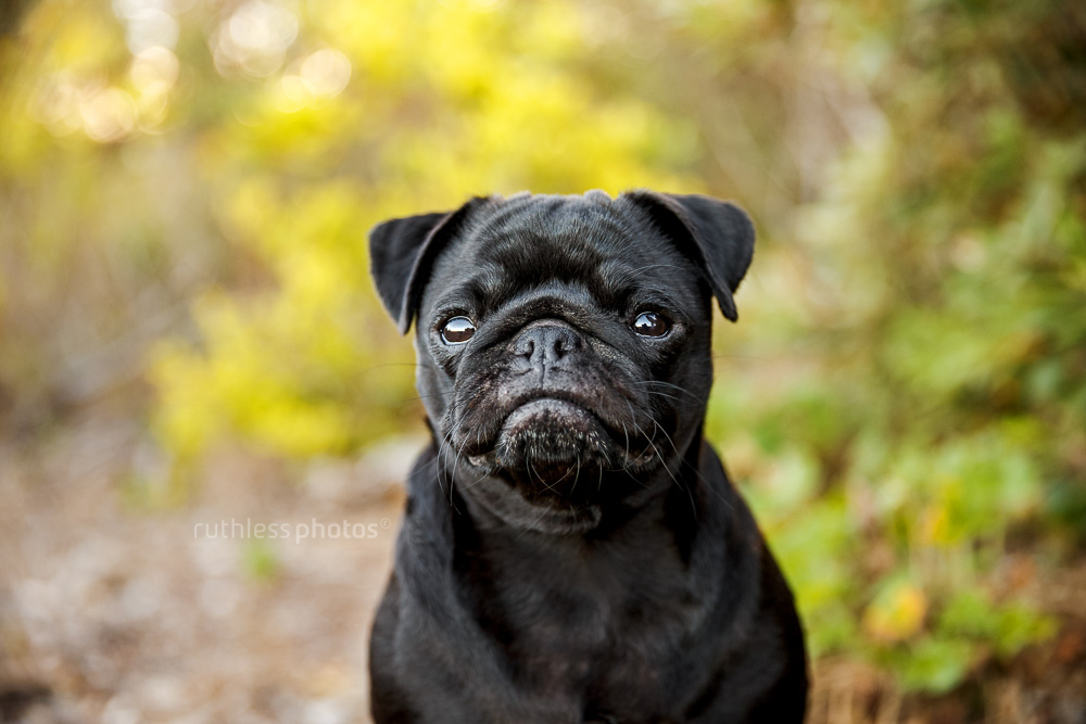 black pug with funny face
