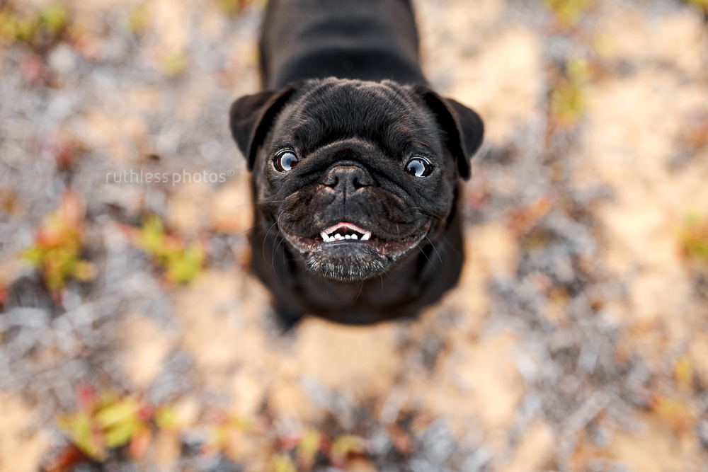 black pug smiling and looking up at camera