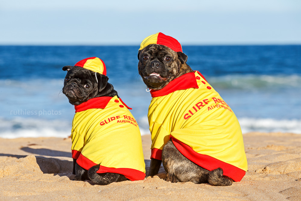 two dogs wearing surf rescue costumes