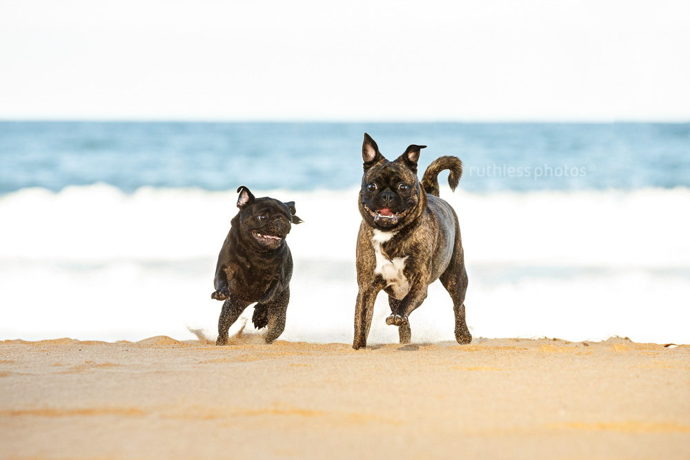 two flat faced dogs running on sand at beach