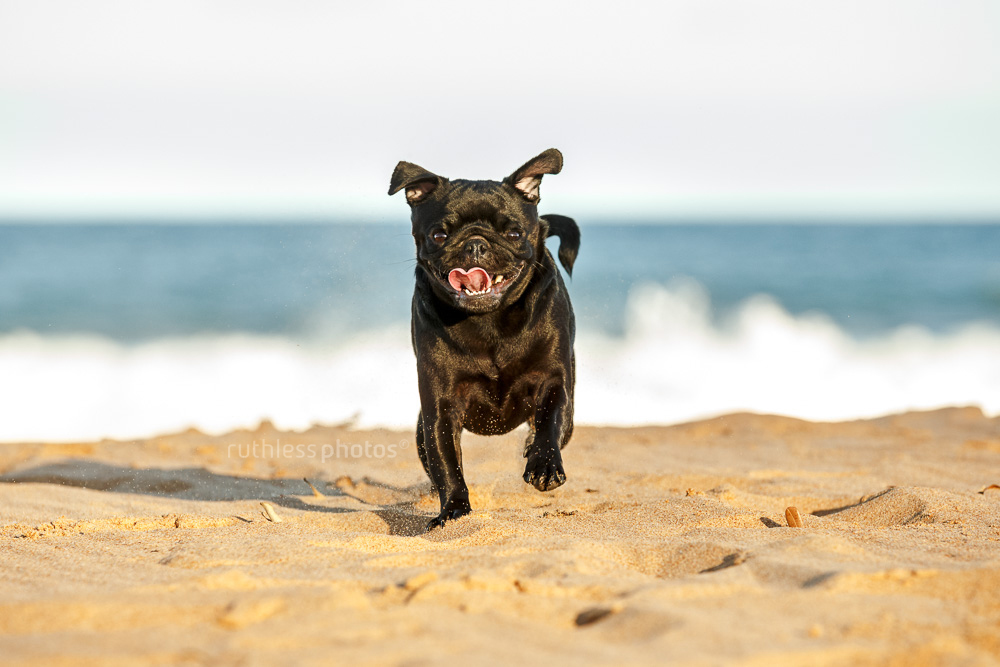 black pug running at beach