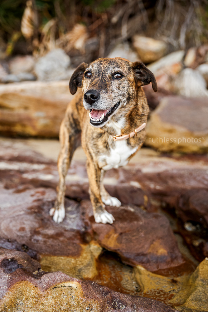 three-legged dog standing on rocks smiling at camera