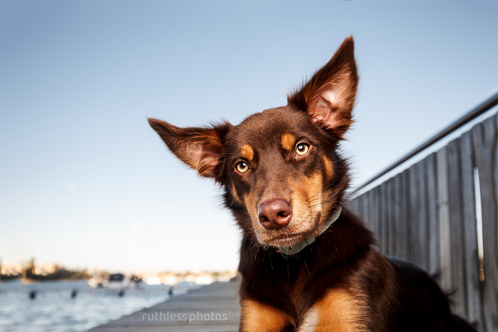 brown kelpie mix with big ears on wooden jetty