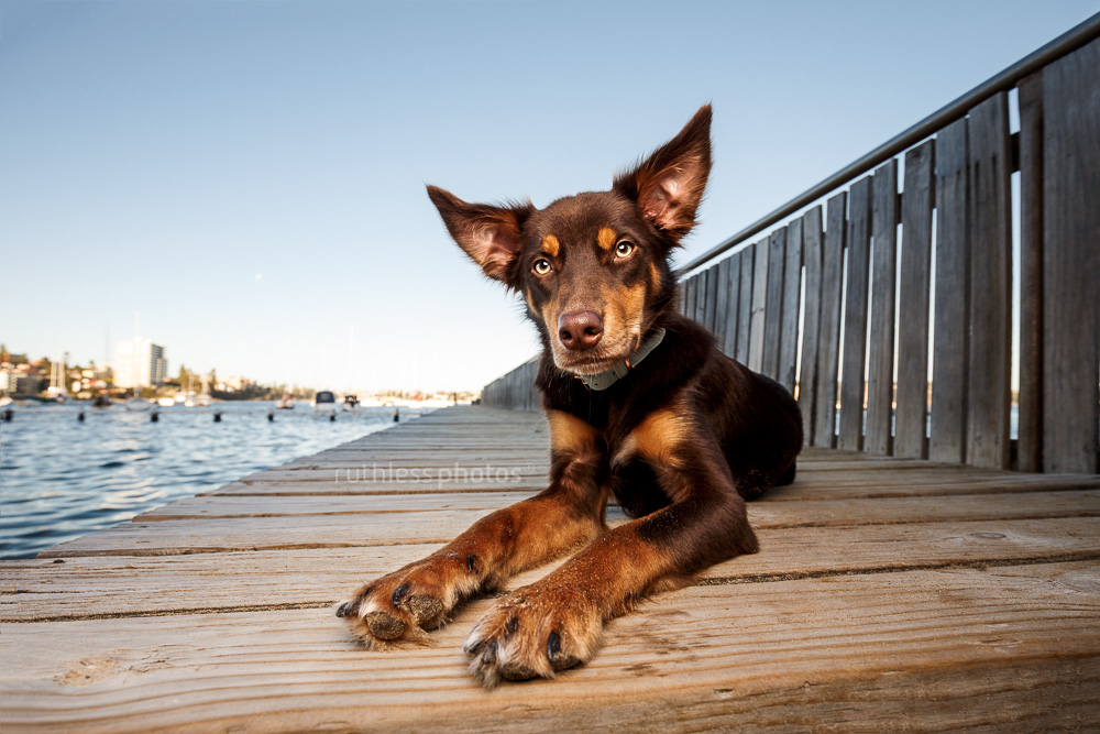 brown working dog mix with big ears laying on wooden jetty