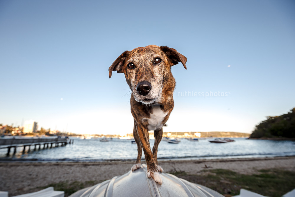 three-legged dog standing on a boat