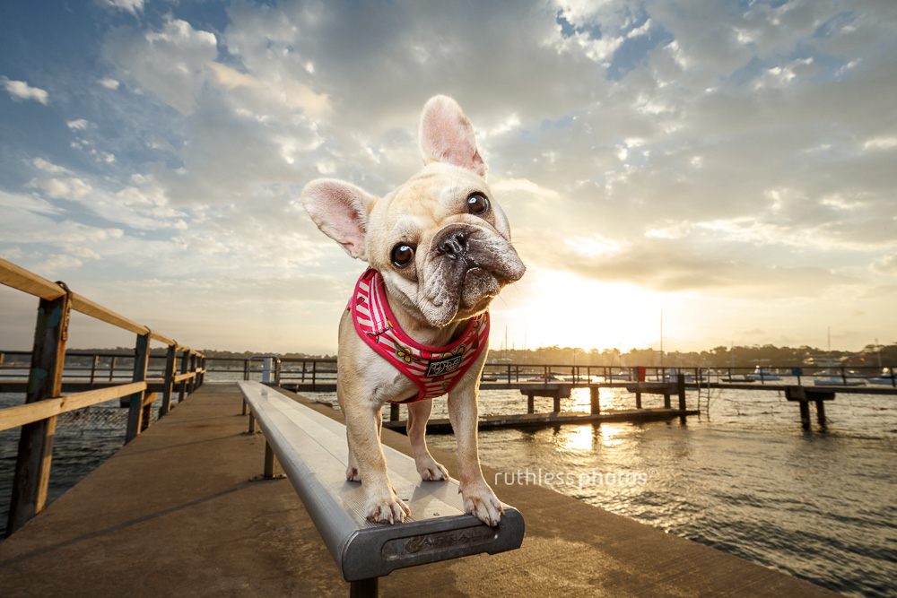 cream french bulldog standing on bench at harbour at sunset with head tilt
