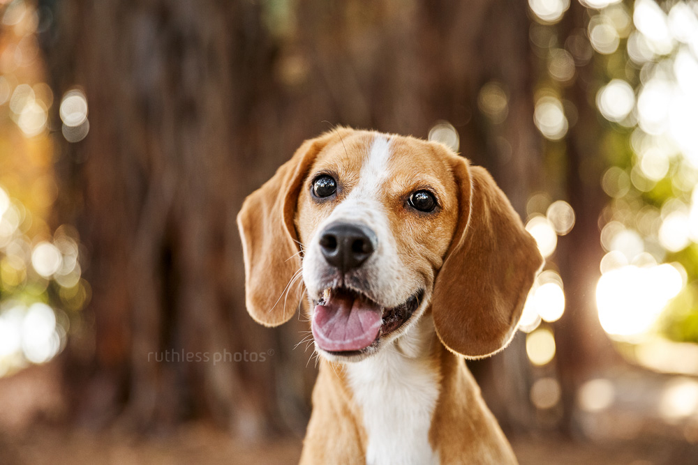 happy beagle looking at camera and smiling
