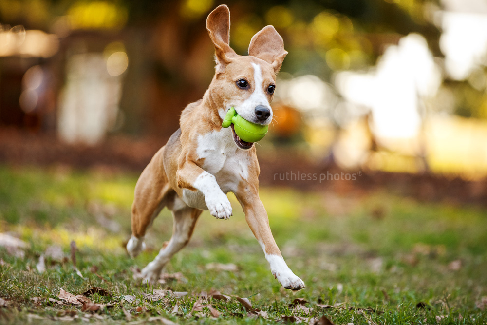 fit dog running with toy in mouth