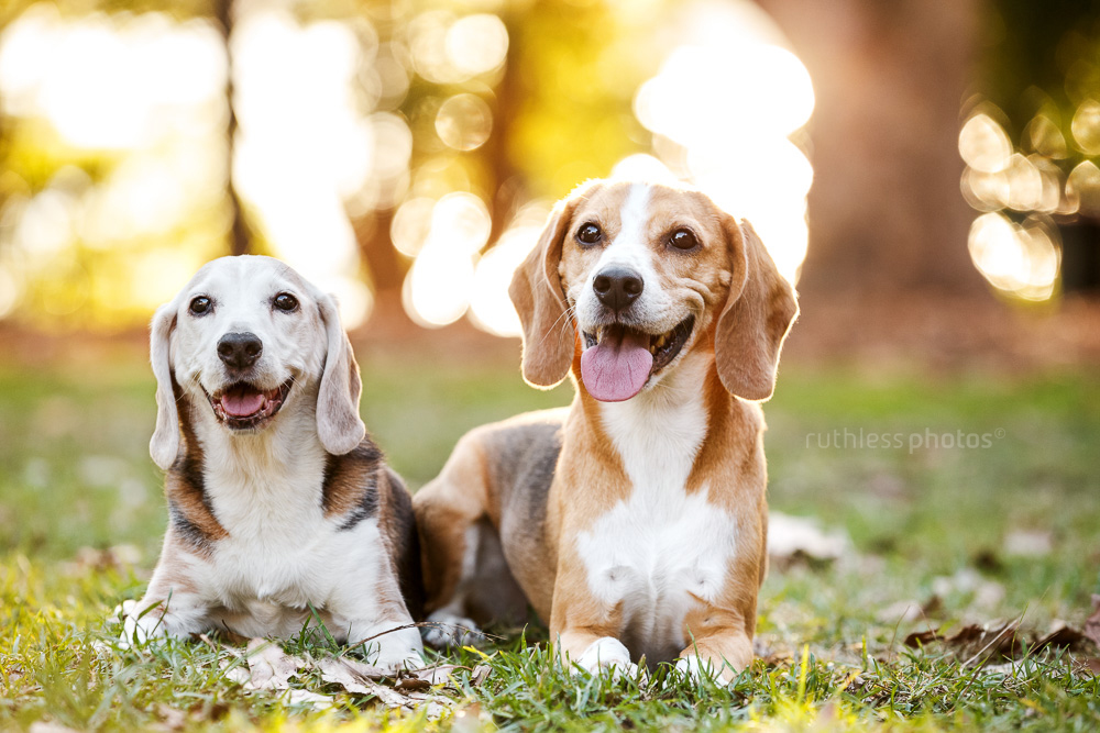 two happy beagles lying down in the park on a sunny afternoon