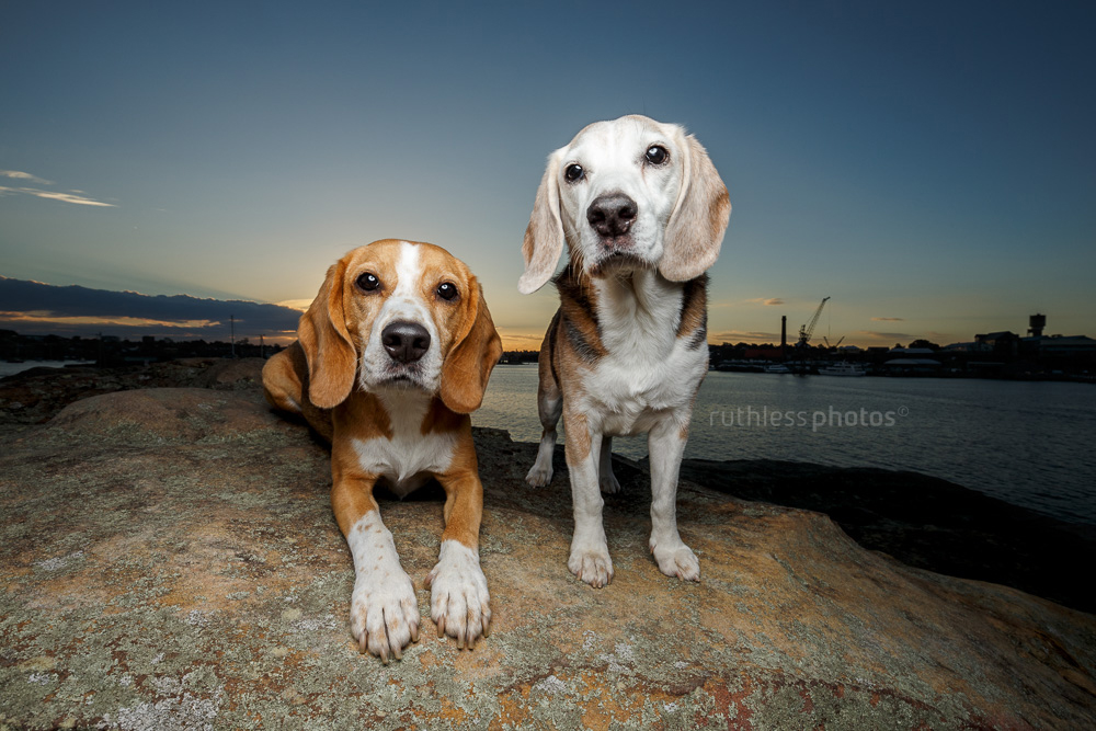 two dogs photogaphed with off-camera lighting in front of big sky