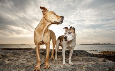 Sarabi and Astro – Sydney Pet Photographer