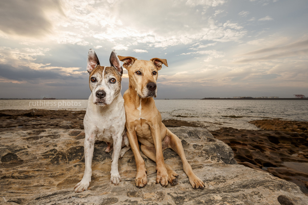 two old dogs sitting on rock at sunset