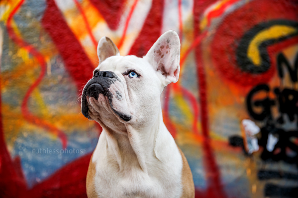 grumpy bulldog graffiti headshot profile