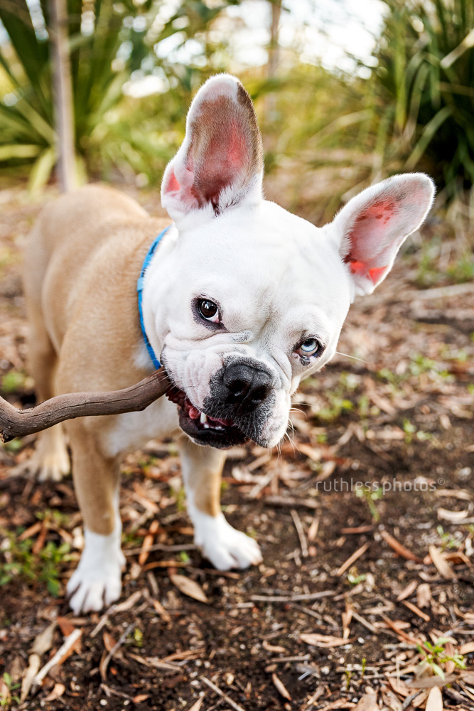 french bulldog chewing on stick at park