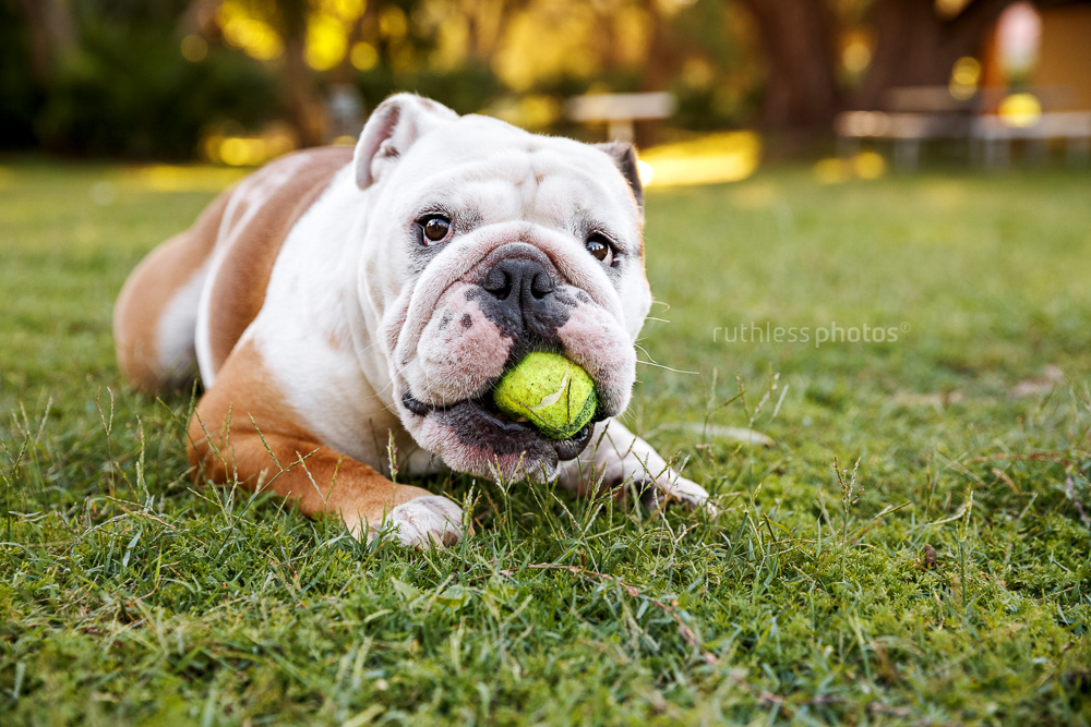 english bulldog with tennis ball in mouth