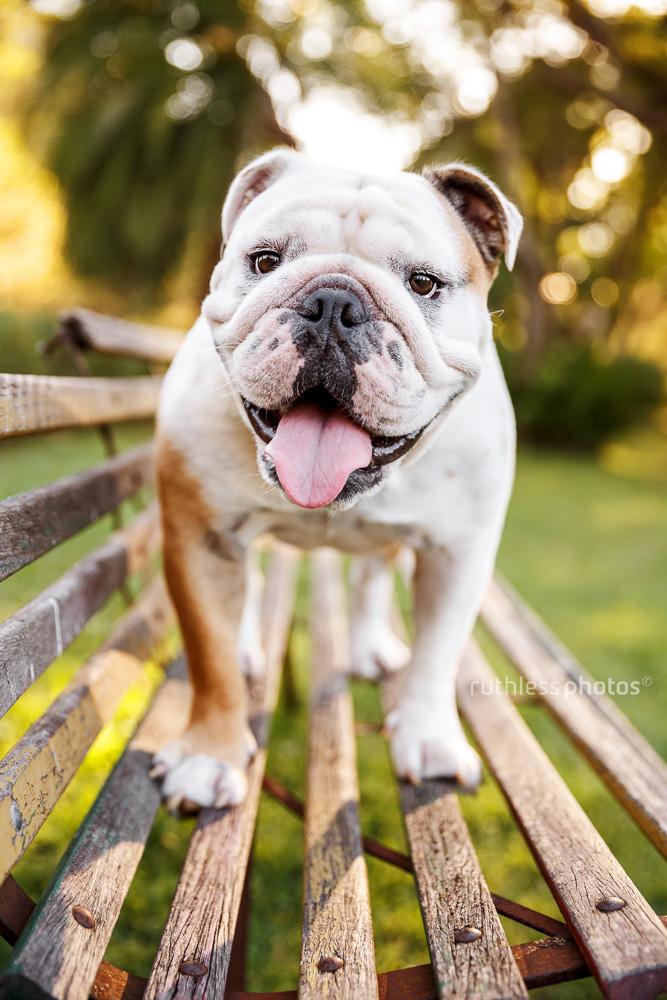 english bulldog standing on wooden bench
