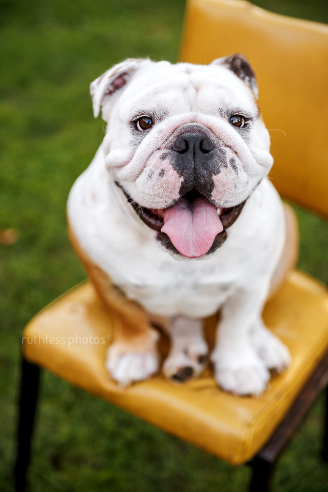 happy bulldog sitting on yellow chair