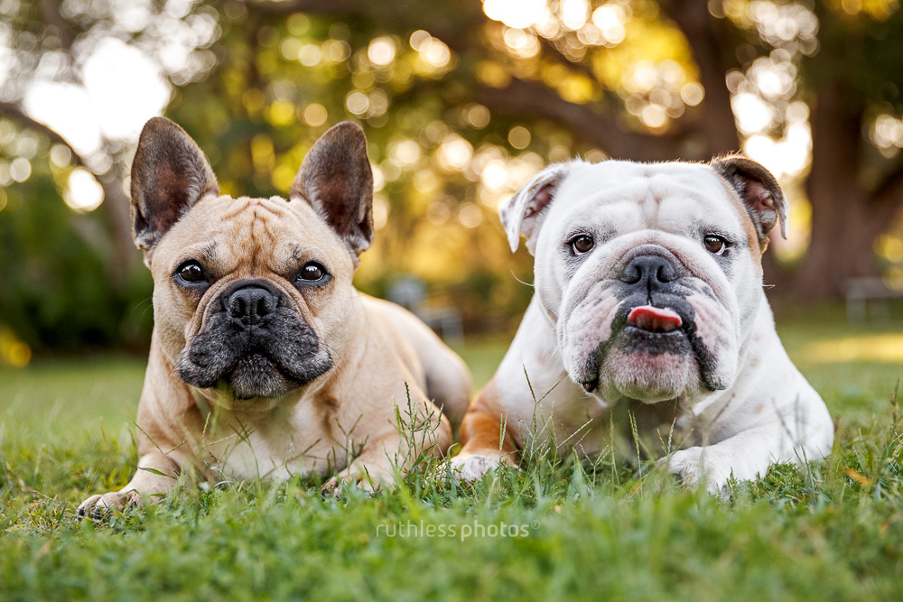 french bulldog and english bulldog lying beside each other on grass