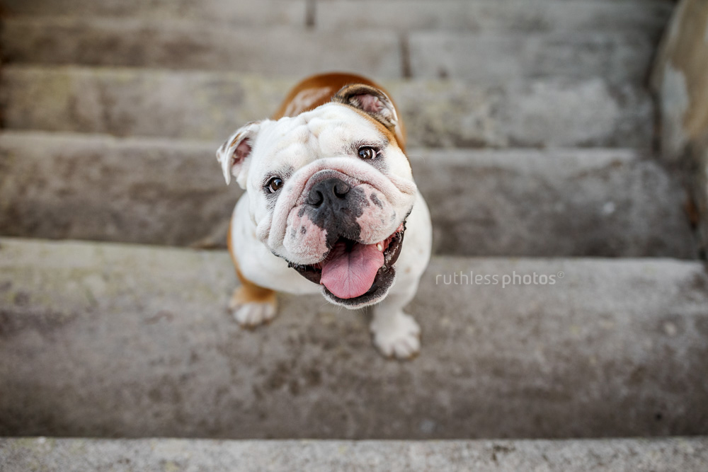 pied bulldog on stone steps looking up at camera smiling