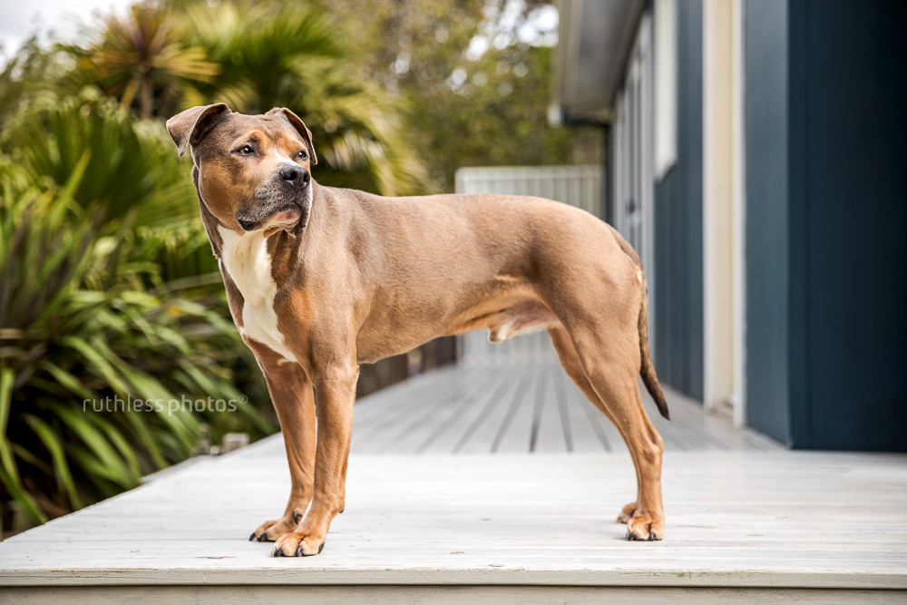 bruno the pit bull type amstaff standing stacked