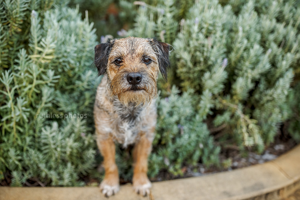 border terrier standing in lavender bush