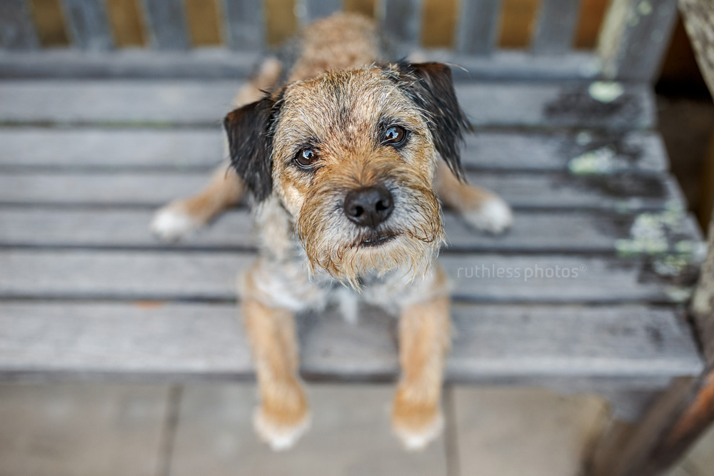 border terrier on wooden bench looking up
