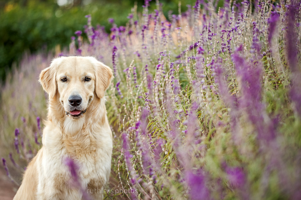 golden retriever sitting amongst lavender flowers