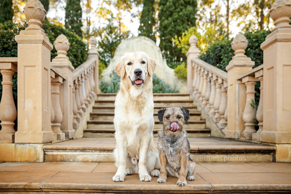 golden retriever and border terrier sitting on old stone staircase