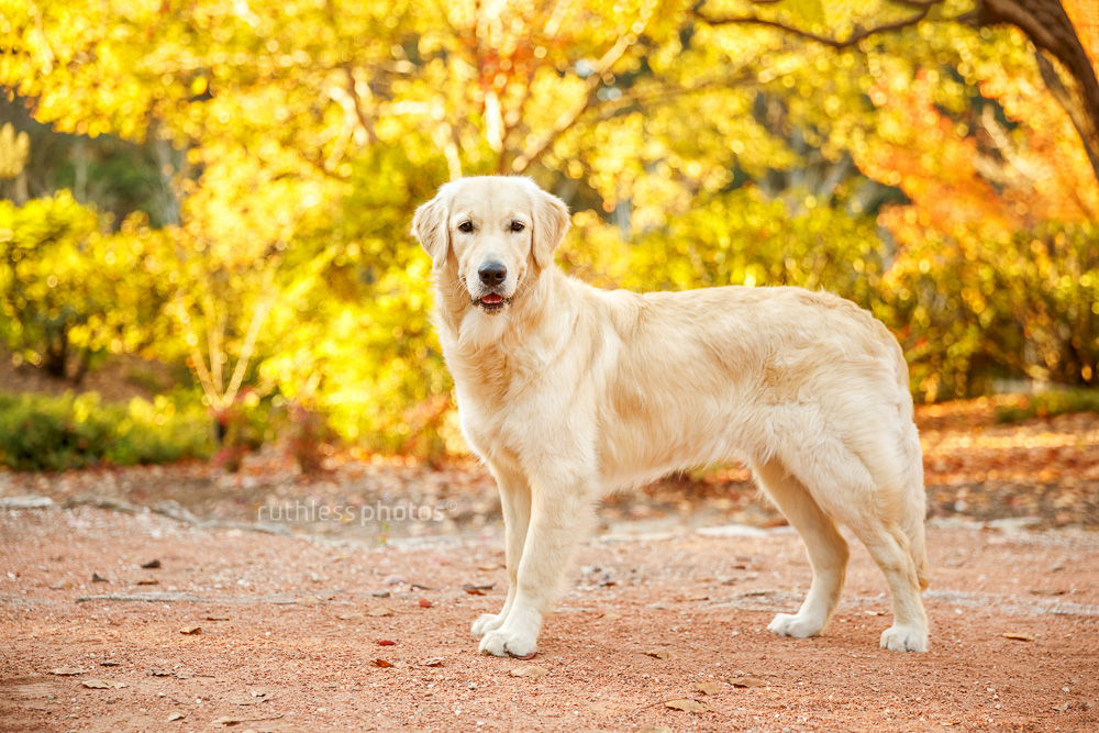 golden retriever dog standing in front of tree with autumn leaves