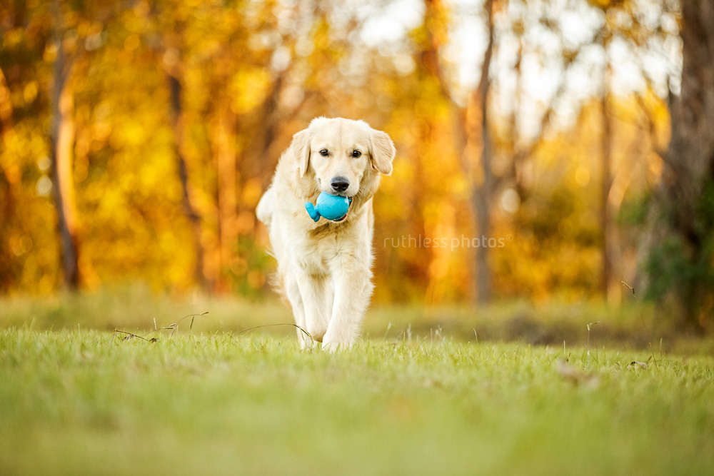 golden retriever running with blue toy warm autumn colours