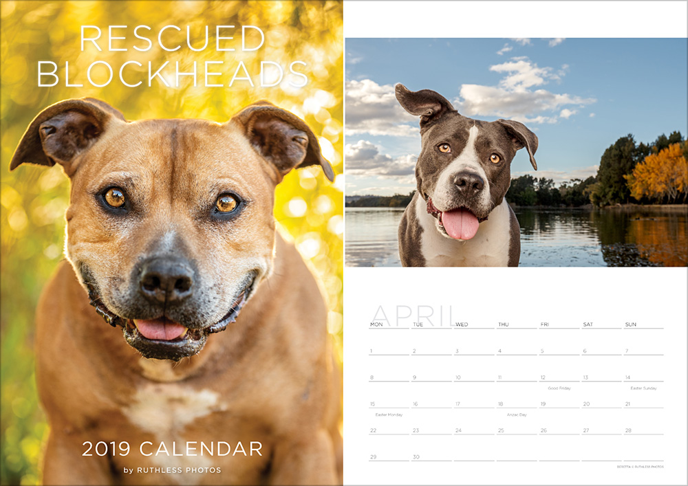 2019 pitbull staffy calendar
