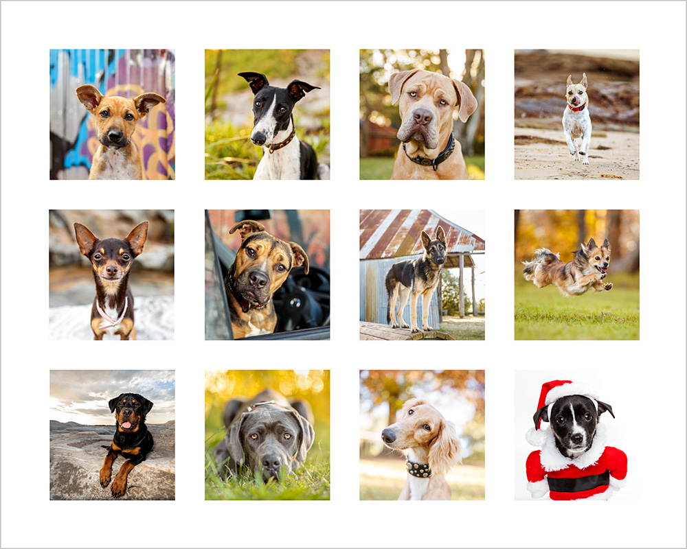 2019 rescue dog calendar