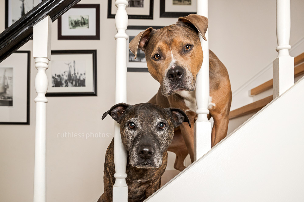two pit bull type dogs looking through the railings of a staircase