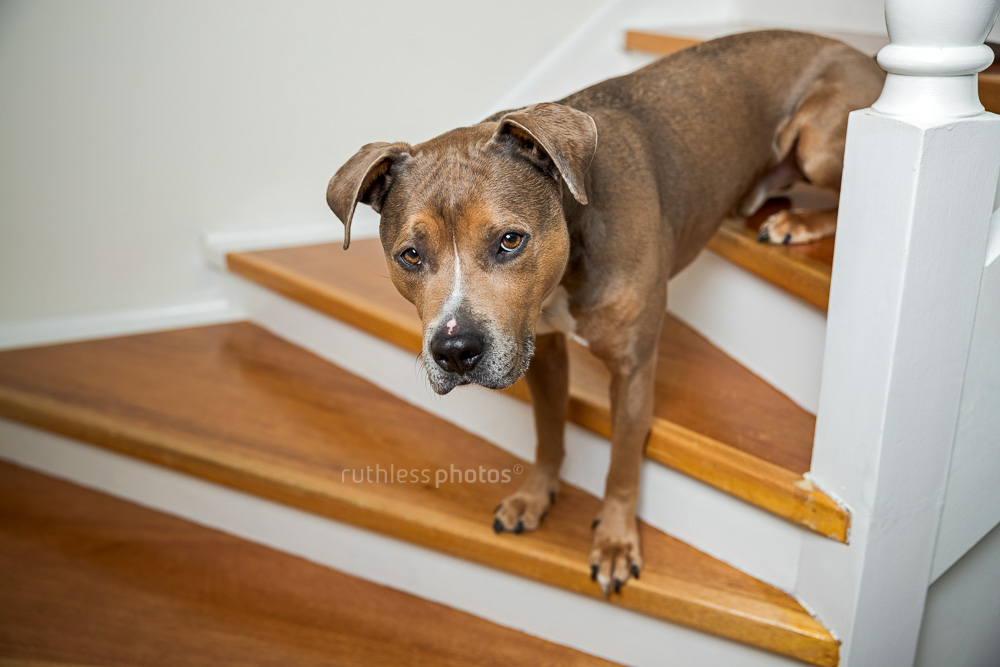sable pit bull type dog half sit on wooden stairs