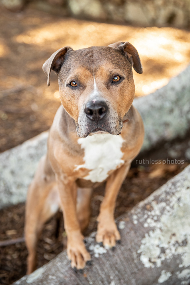 handsome amstaff posing on a tree