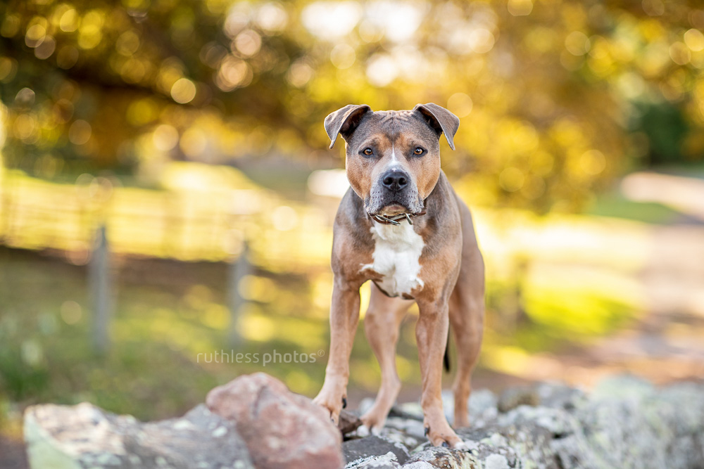 handsome pit bull type posing on a stone wall country