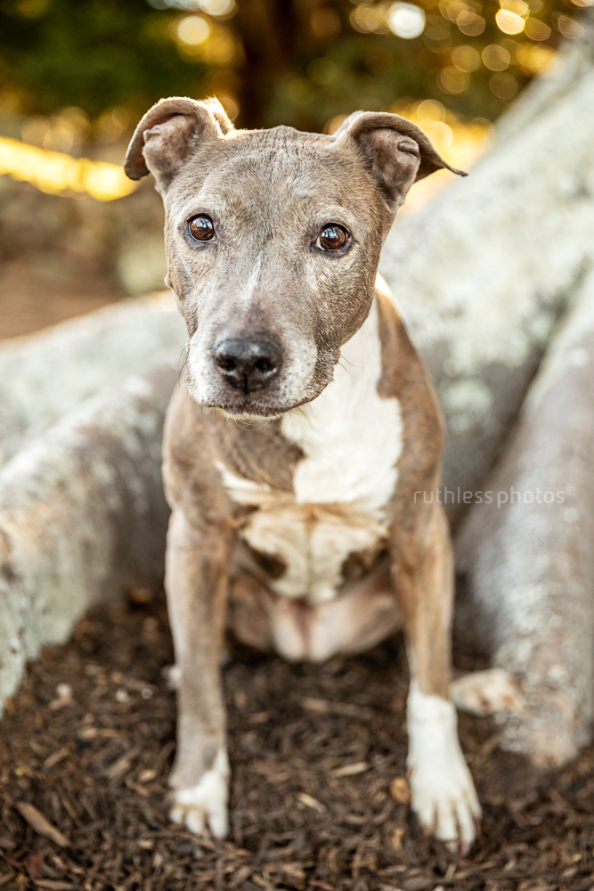 old blue brindle amstaff sitting in tree roots