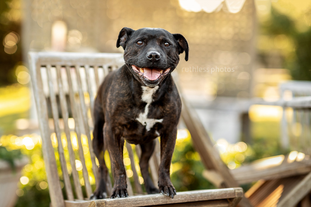 little old black staffy standing on black deck chair with a big smile