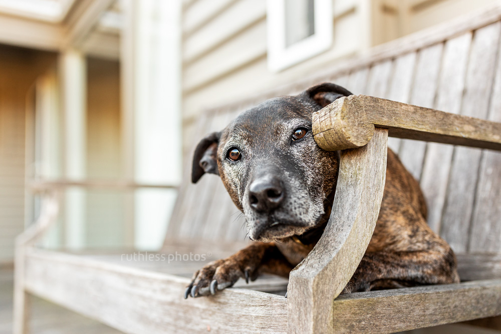 old dog lying on wooden bench