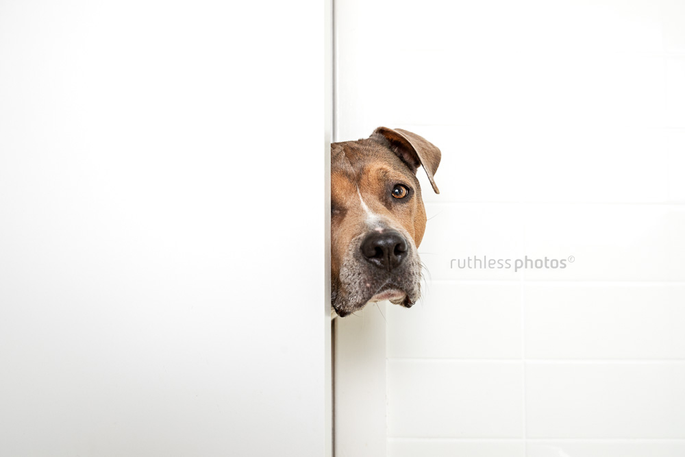 blockhead dog poking head around bathroom door