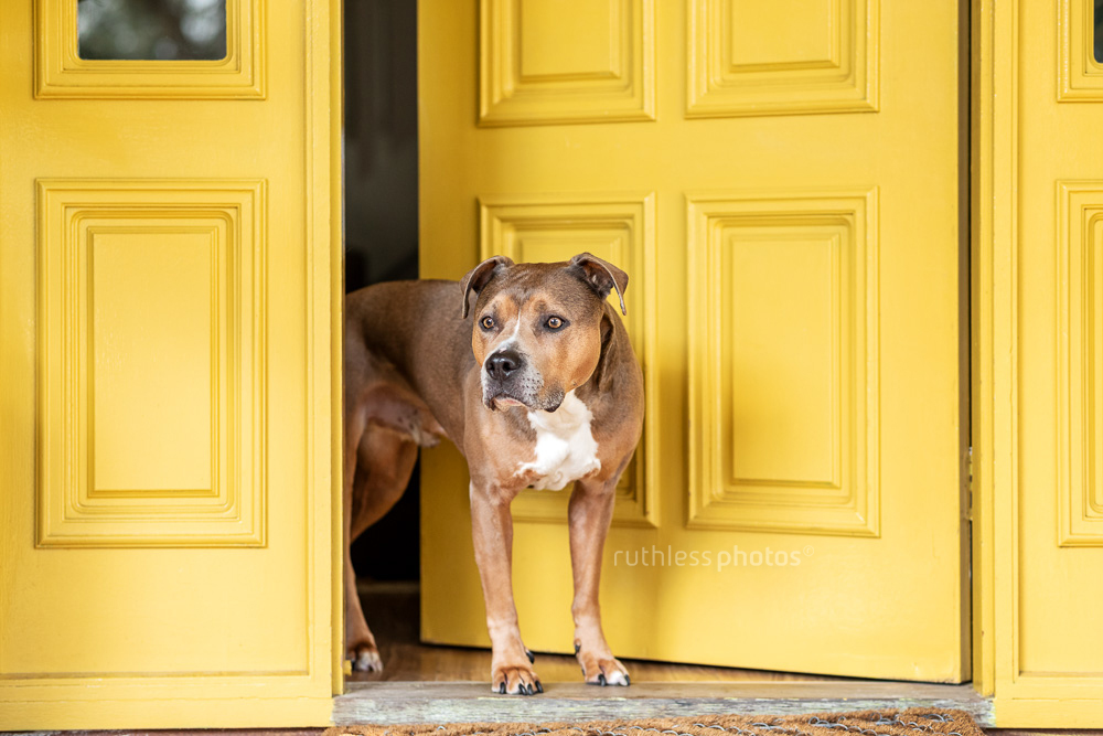 nosey dog looking out yellow front door