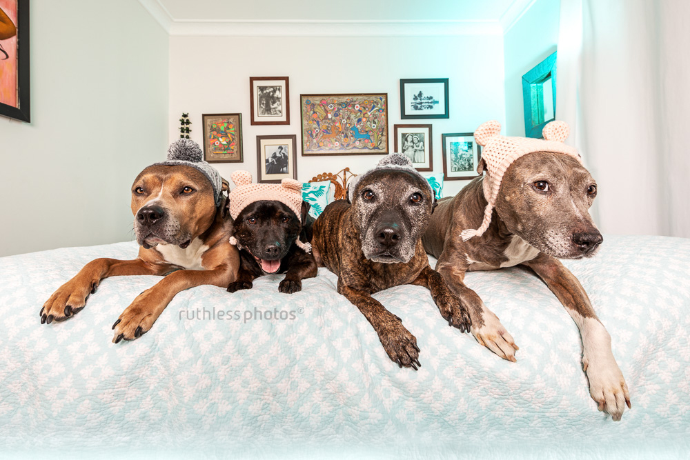 pack of rescue staffy types on bed wearing hats