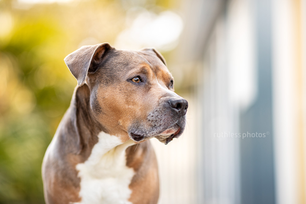 pensive profile headshot of pit bull type dog