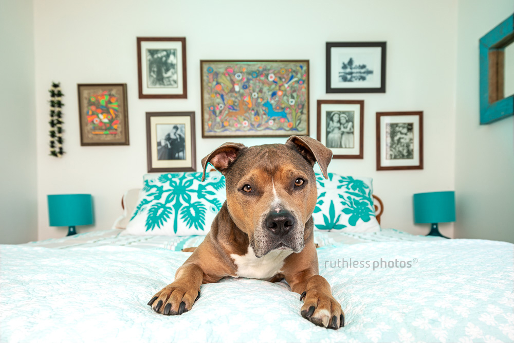 sable tri colour amstaff dog lying on owner's bed