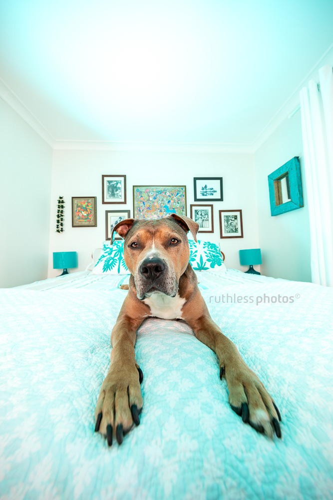 ultra wide angle dog with long legs on bed