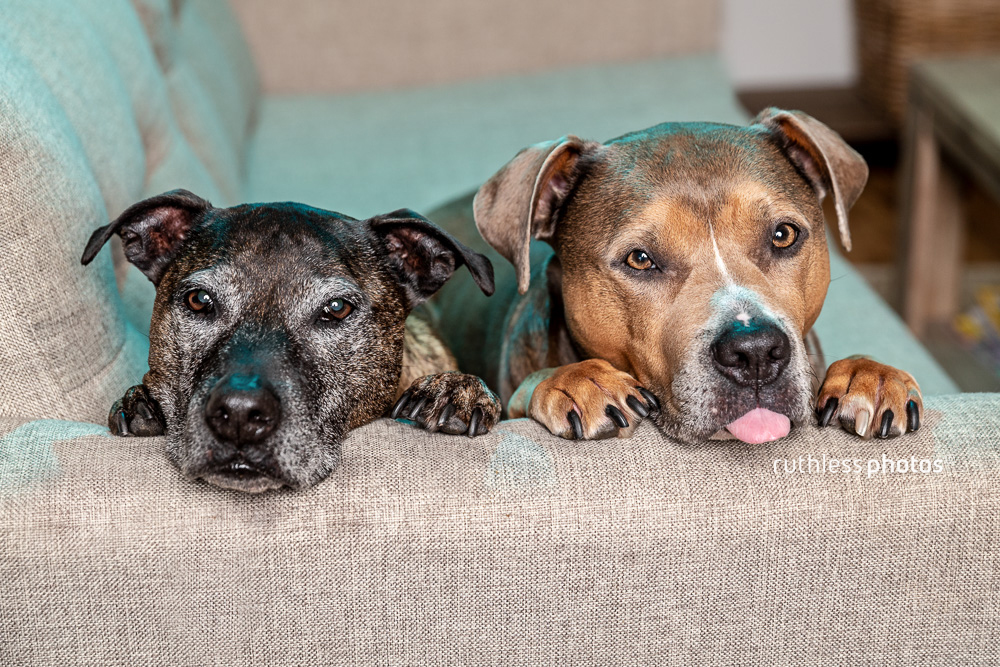 two senior rescue dogs lying with head on arm of sofa