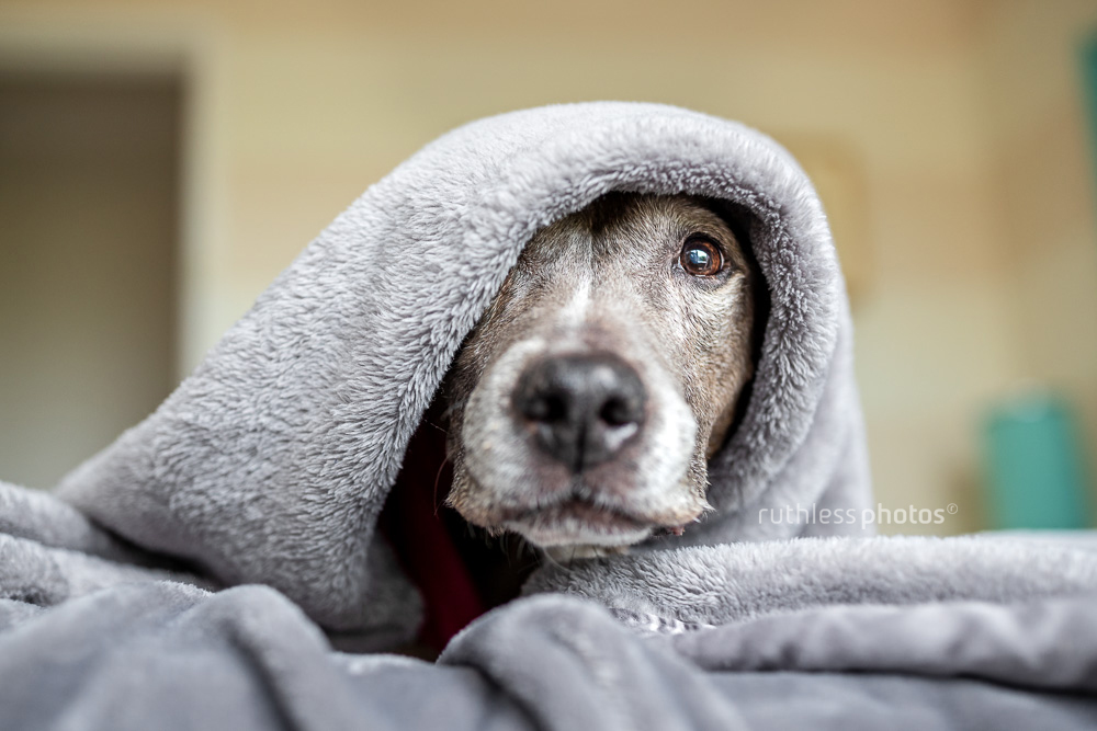 old senior blue pit bull type dog wrapped in a grey blanket