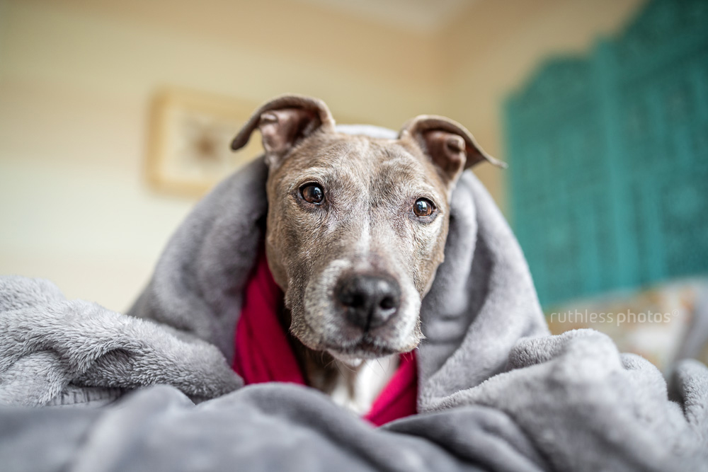 old senior blue pit bull type dog wrapped in a grey blanket
